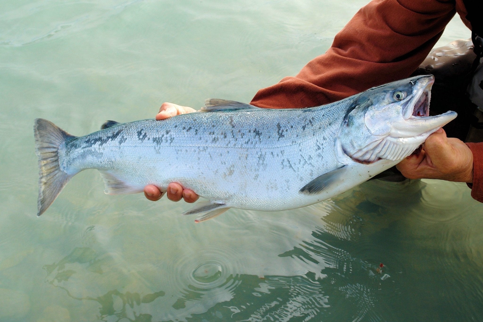 An Open Letter to Norwegian Salmon Farmers - SEATOPIA