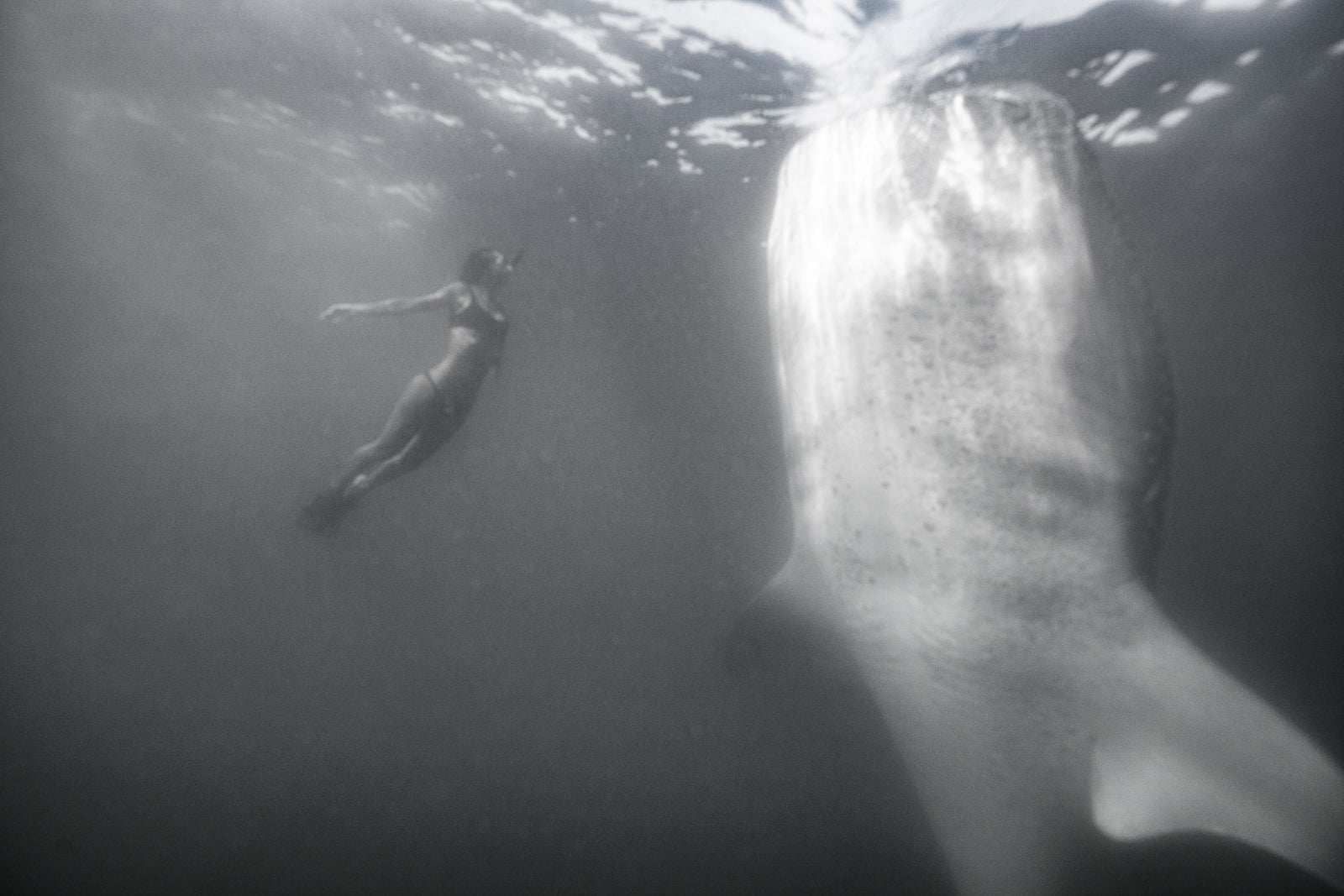 Are We Still Mermaids? Embracing Our Aquatic Roots for Modern Health - SEATOPIA