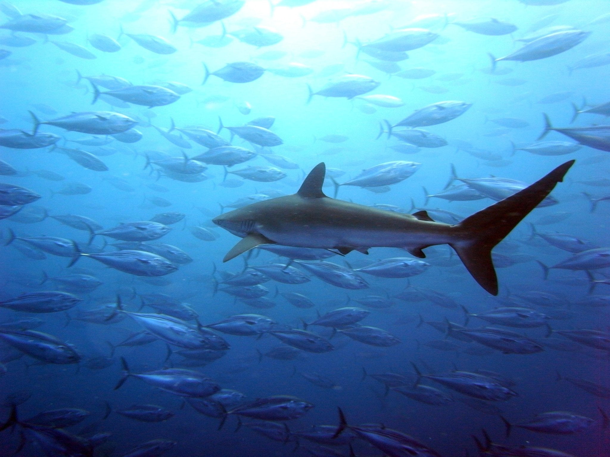 Celebrating Shark Week: Unveiling the True Nature of Sharks and the Efforts of Seatopia - SEATOPIA