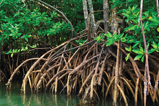 Restorative Mangrove Shrimp?  Black Tiger Shrimp Farms Regenerating Mangrove Forests - SEATOPIA