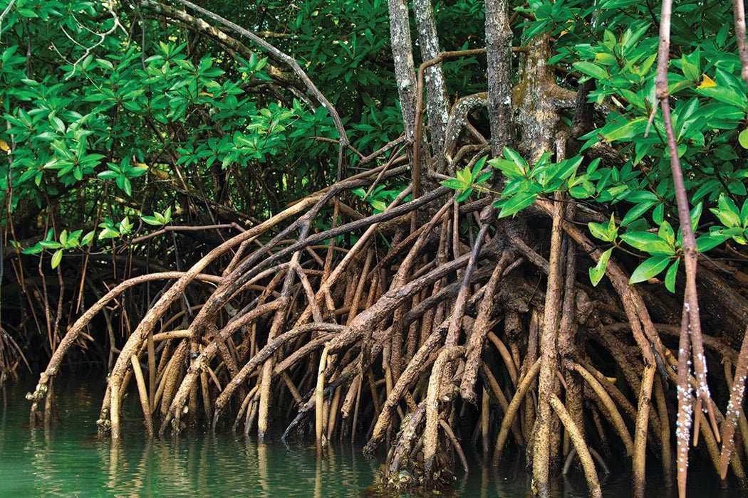 Restorative Mangrove Shrimp? Black Tiger Shrimp Farms Regenerating Mangrove Forests - SEATOPIA