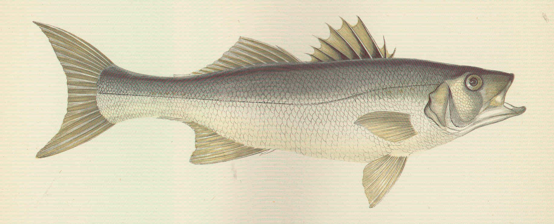 The Impact of Overfishing on Branzino aka Mediterranean Sea Bass and t