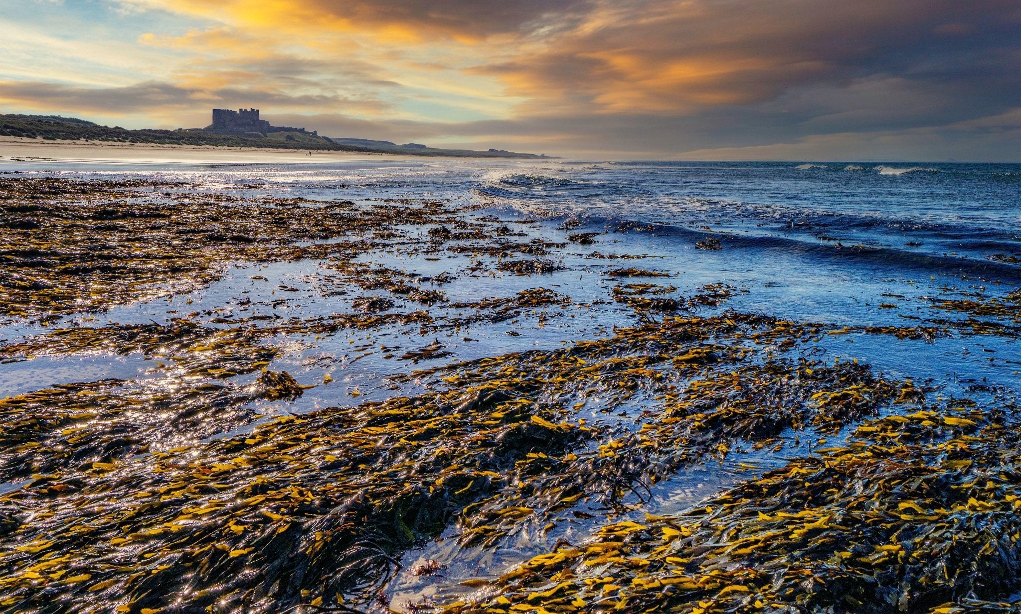 Why Do We Talk About Kelp? - SEATOPIA