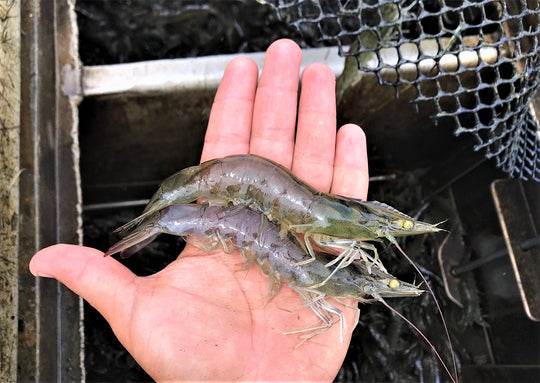 Nutrition-Packed Feed for Optimal Shrimp Health