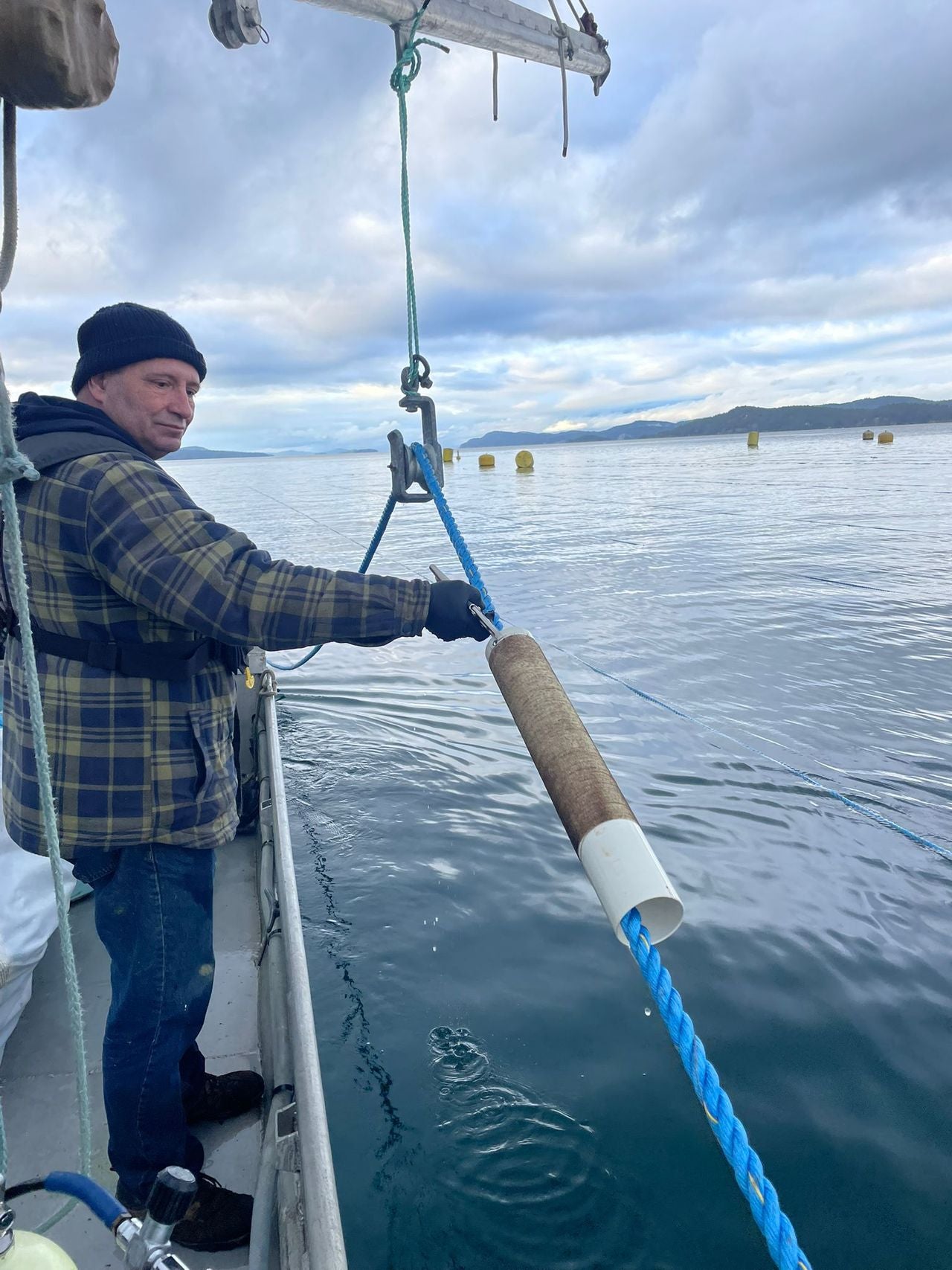 stringing out kelp Sporophytes lines