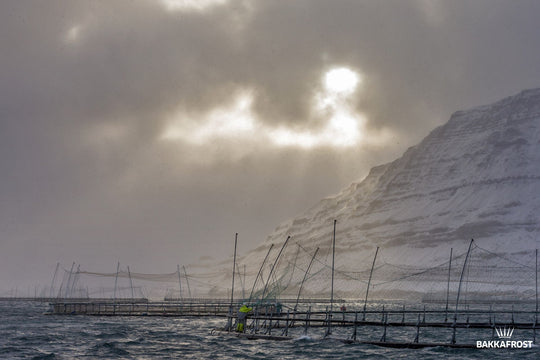 Farming salmon in the cold Faroe Islands