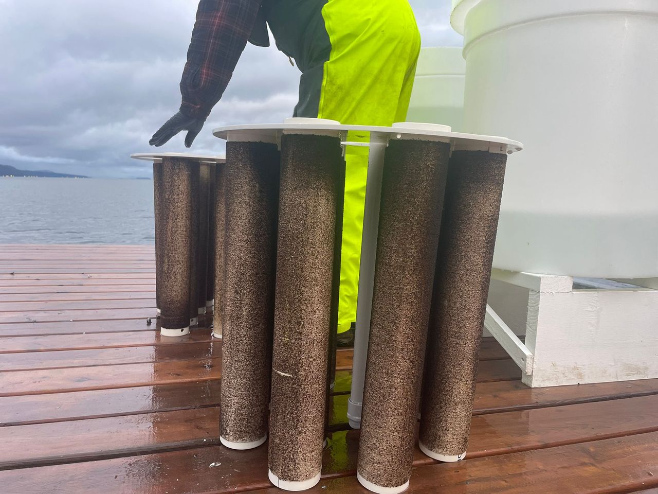 lines of Sporophytes for kelp restoration