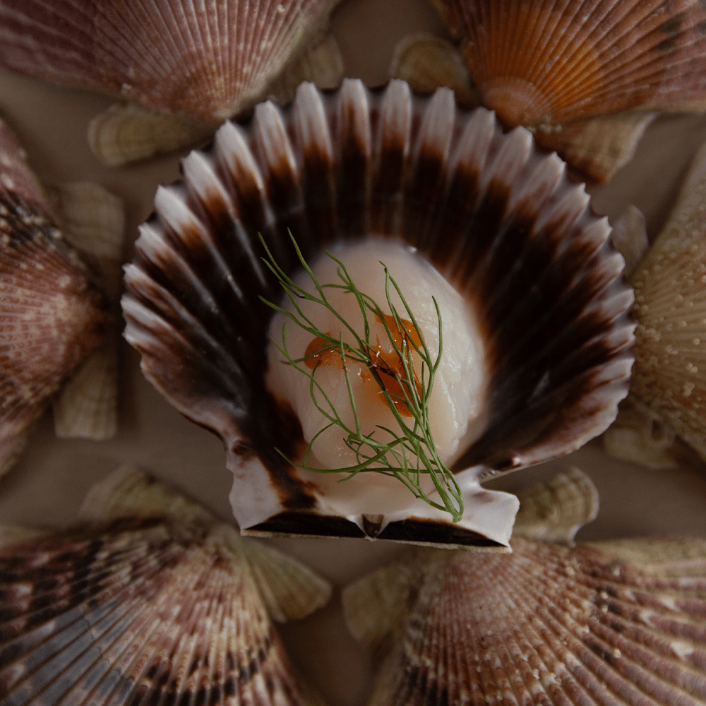 Scallops - SEATOPIA