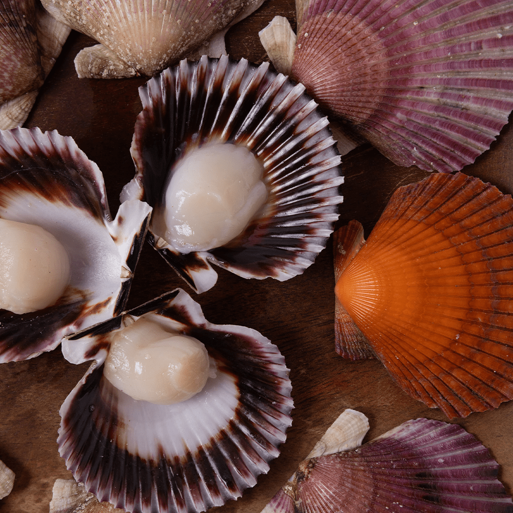 Seacorp, Peruvian Half Shell Scallops - SEATOPIA