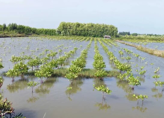 Restorative Black Tiger Shrimp (U6-8 Easy-Peel, 12 oz) - SEATOPIA