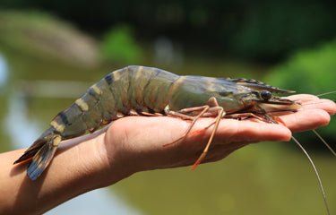 Restorative Black Tiger Shrimp (U6-8 Easy-Peel, 12 oz) - SEATOPIA