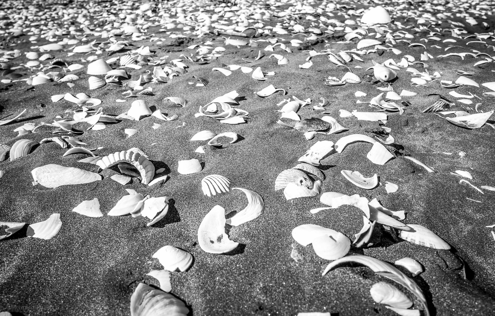 Did the Sea Make Us Human?