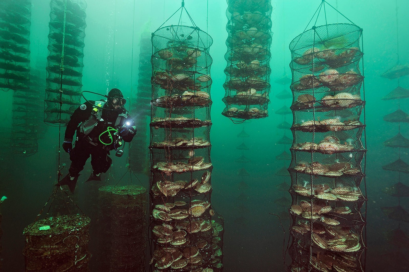A Conversation on Regenerative Aquaculture & the Future of Clean Seafood - SEATOPIA