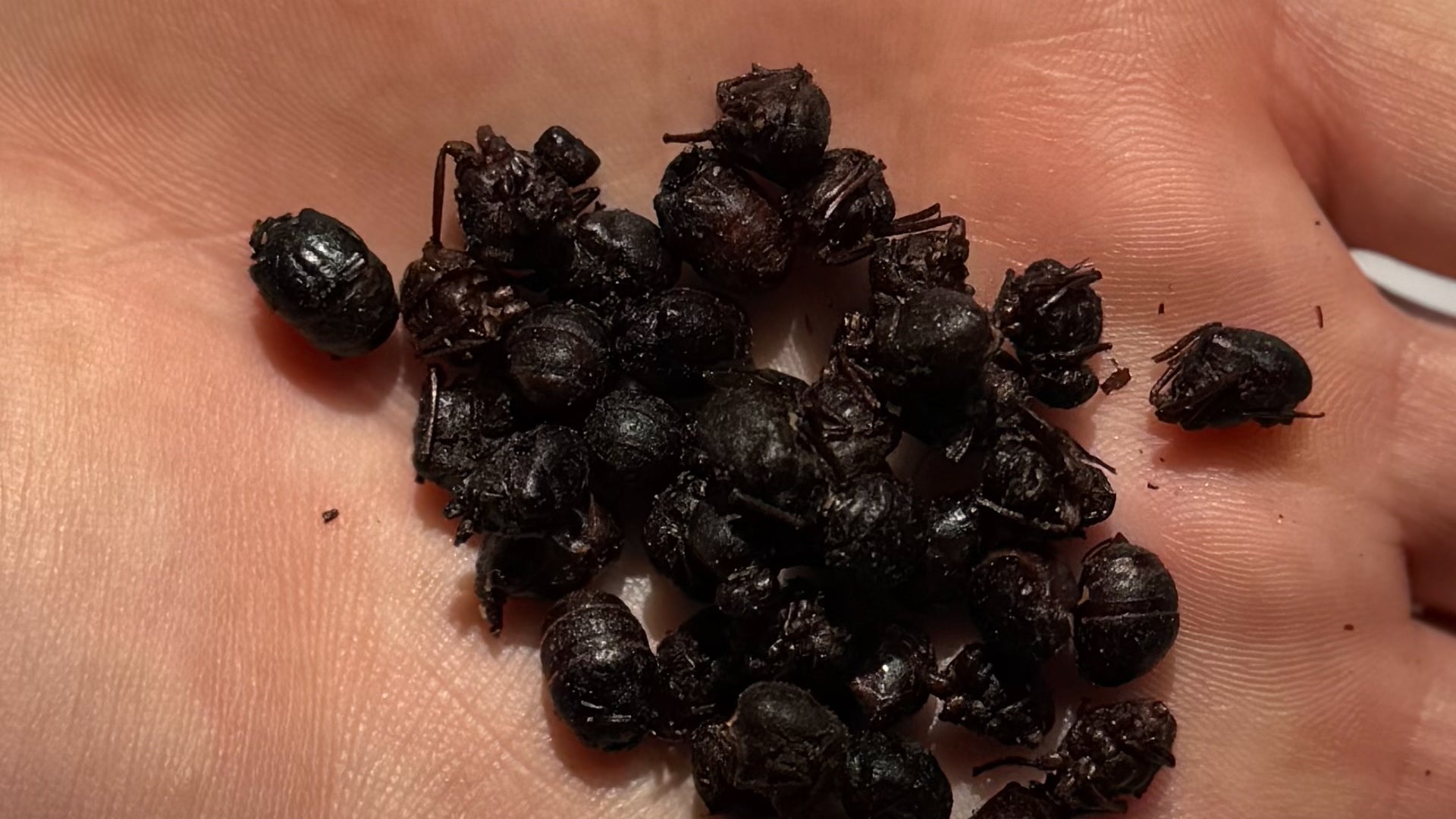 Creepy Crawlies & Clean Protein: Why Our Fish Eat Bugs (and Yours Shou ...