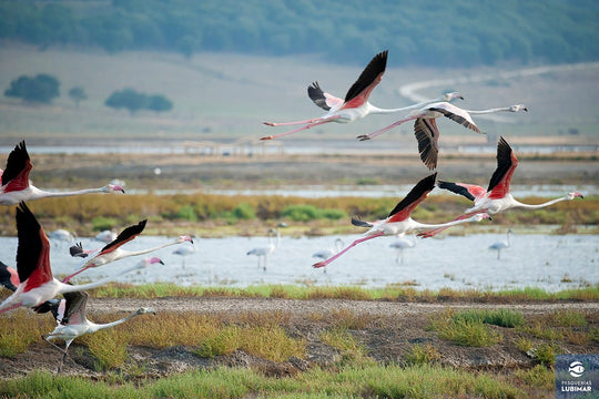 Introducing Esteros Lubimar: A Regenerative Approach to Exceptional Seafood - SEATOPIA