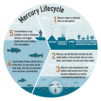 Navigating Mercury in Seafood: FDA's New Survey and Seatopia's Commitment to Safe, Healthy Seafood - SEATOPIA