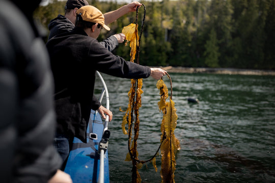 Reforesting Kelp for Every Seatopia order with Ocean Wise - SEATOPIA
