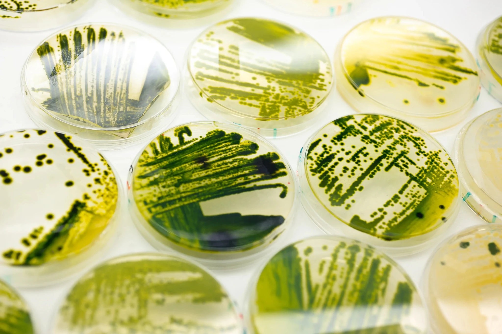 Seafood versus plants and capsules - SEATOPIA