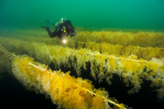 Seatopia Celebrates 13,000 Kelp Trees Planted - SEATOPIA