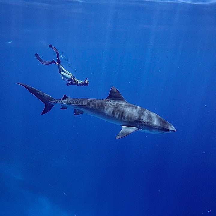 Seatopia Podcast: Episode 1 - Safeguarding Sharks: A Deep Dive with Kinga Philips - SEATOPIA
