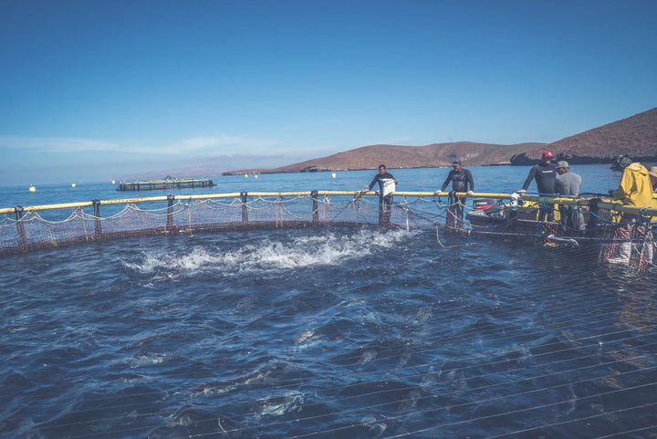 Turning the Tide: Debunking Myths About Farmed Seafood with Seatopia - SEATOPIA