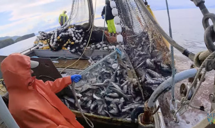 Unveiling the Truth: The Complex Reality Behind Wild Alaskan Seafood - SEATOPIA
