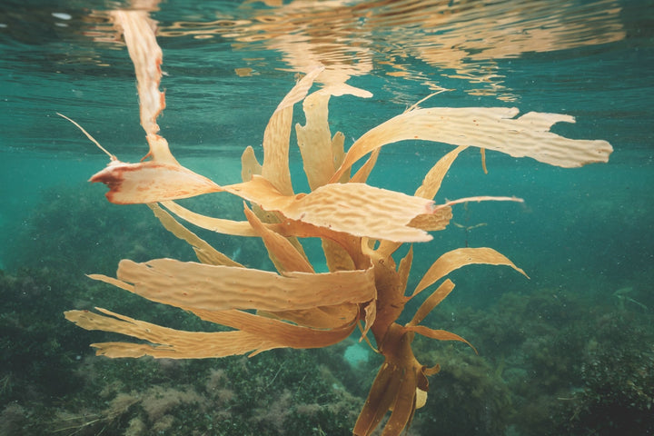 What is Kelp? - SEATOPIA