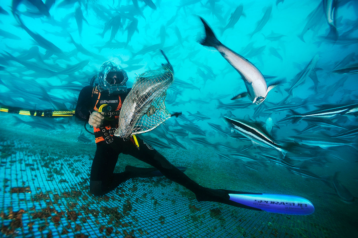 Cobia Farm Open Blue Cobia – SEATOPIA