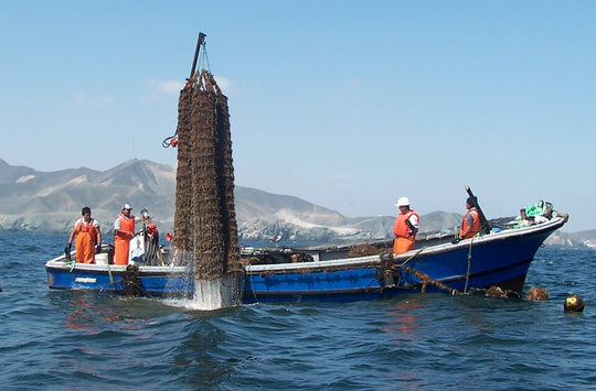 Lantern basket scallop farming in Peru