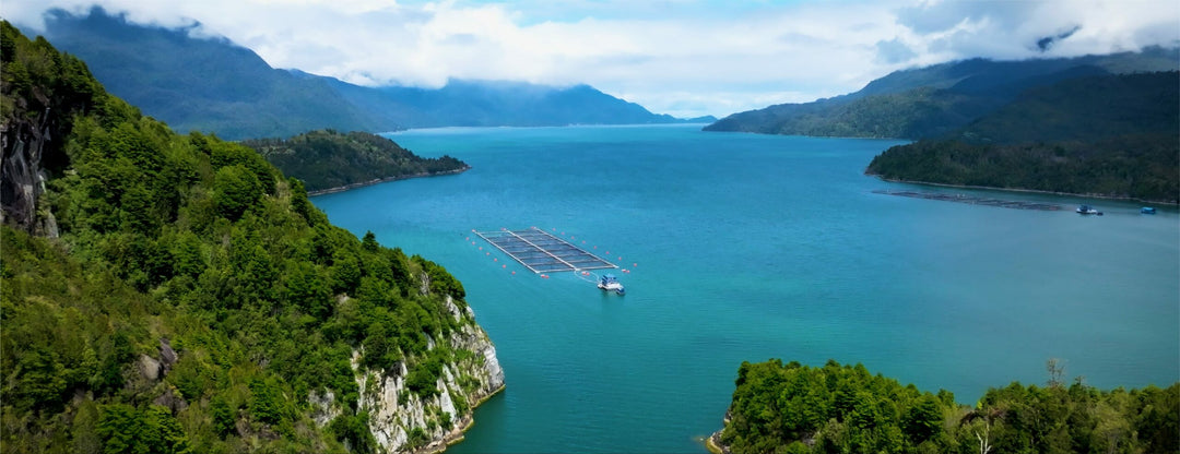 Caleta Bay regenerative steelhead