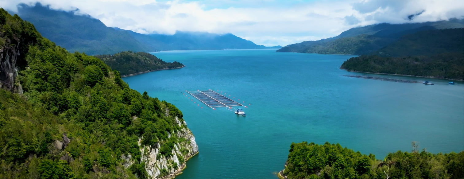 Caleta bay steelhead farm in chile