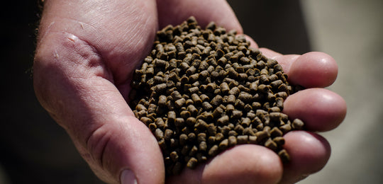 Ora King Salmon feed is a sustainable source to create an Omega rich pacific King salmon