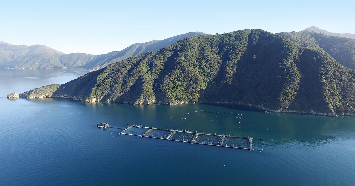 Ora King Salmon grow out pens in New Zealand