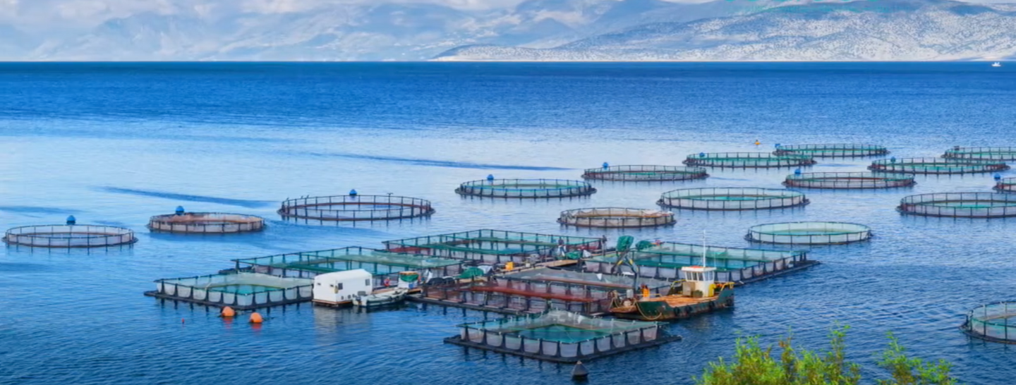 Mediterranean Seabass Farming in Turkey