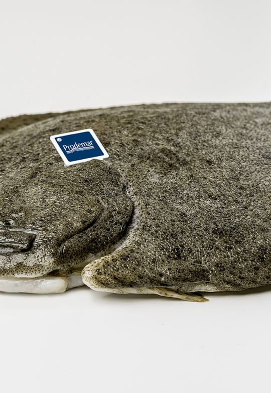 Why King Turbot