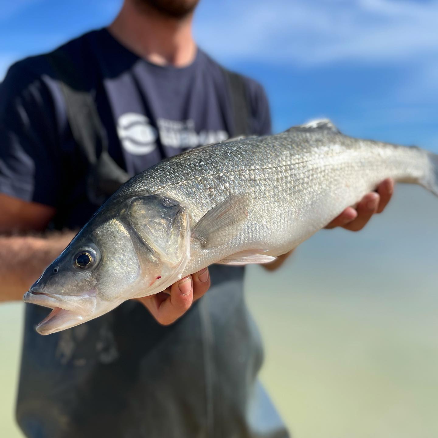 Esteros Lubimar, Branzino (6oz) - SEATOPIA