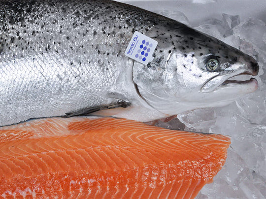 Nordic Blu Salmon SEATOPIA Nordic Blu Salmon SEATOPIA