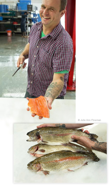 McFarland Springs, Trout Dogs