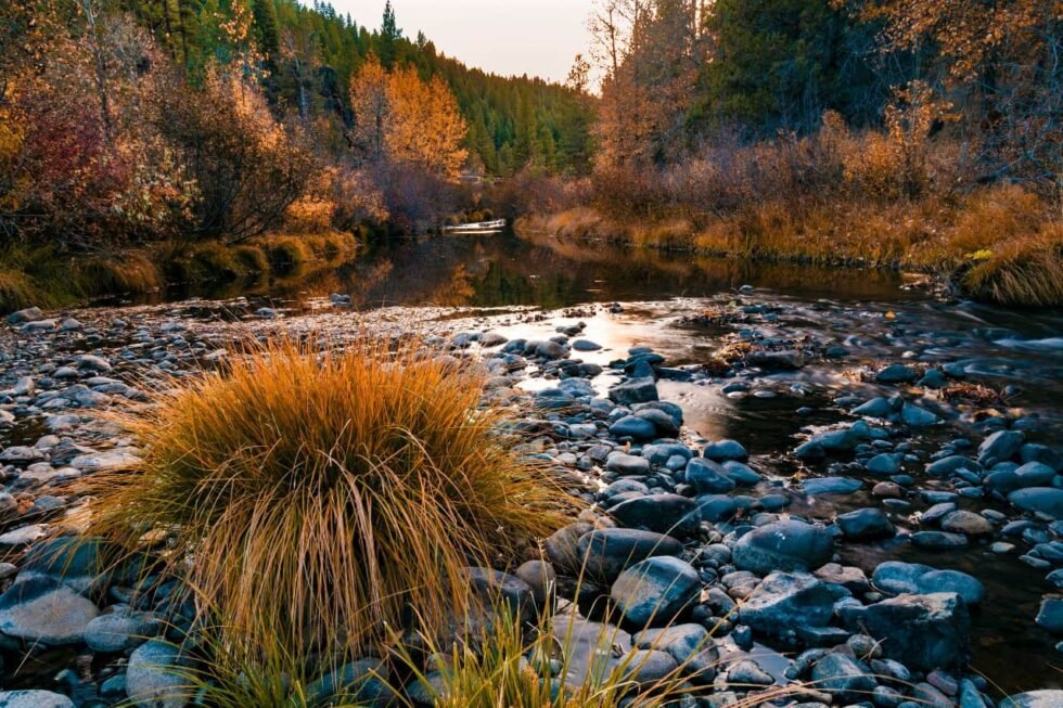 McFarland Springs, Trout Dogs - SEATOPIA