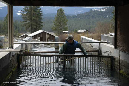 McFarland Springs, Trout Dogs