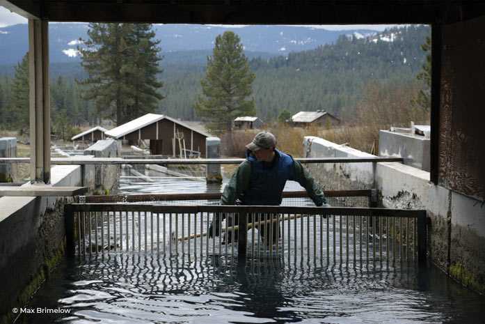McFarland Springs, Trout Dogs