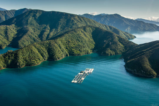 the ora king salmon grow out pens in New Zealand