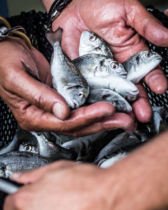 Raising Fish in Harmony with the Tides