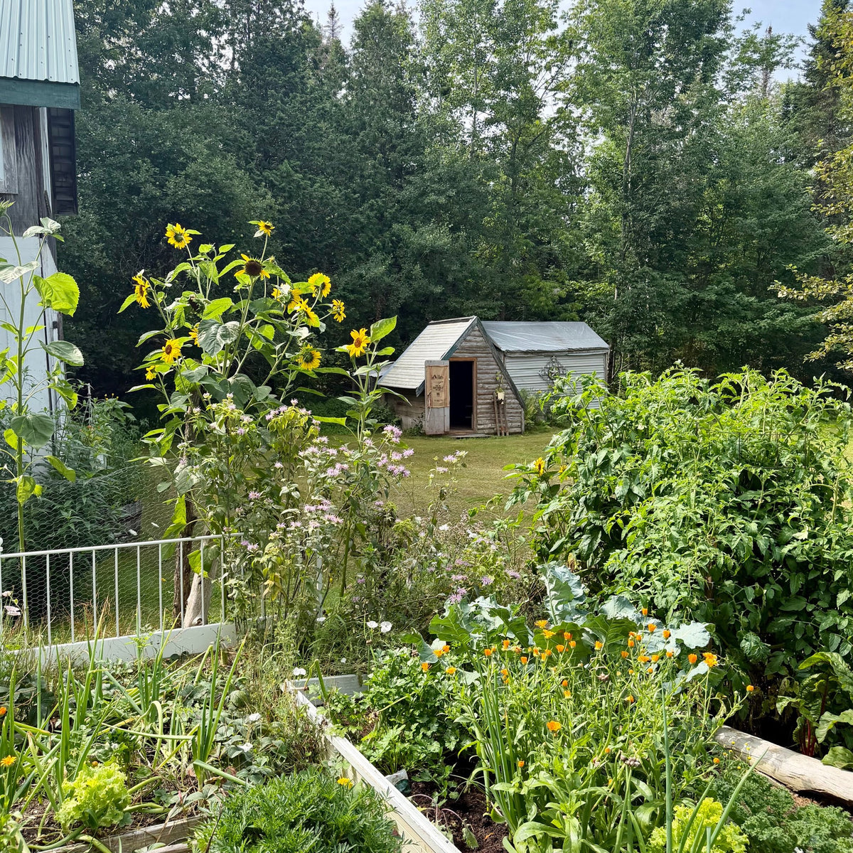 A summer kitchen garden with sunflowers and a small shed, where the herbs and vegetables for the sandwich were picked