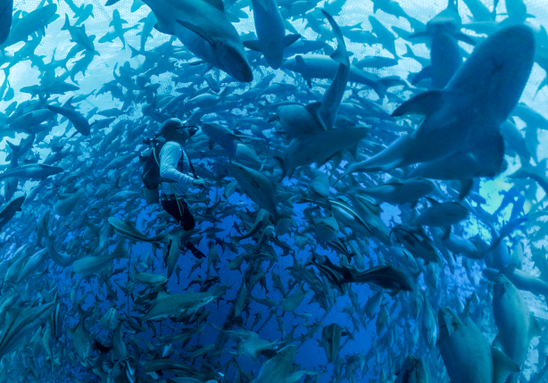 Cobia Farm Open Blue Cobia – SEATOPIA