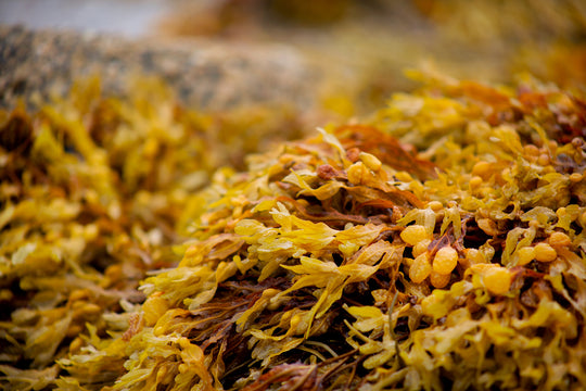 Integrated seaweed cultivation