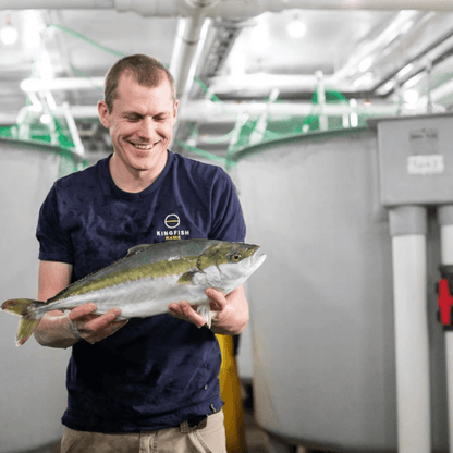 Yellowtail (5 - 10oz filets) - SEATOPIA