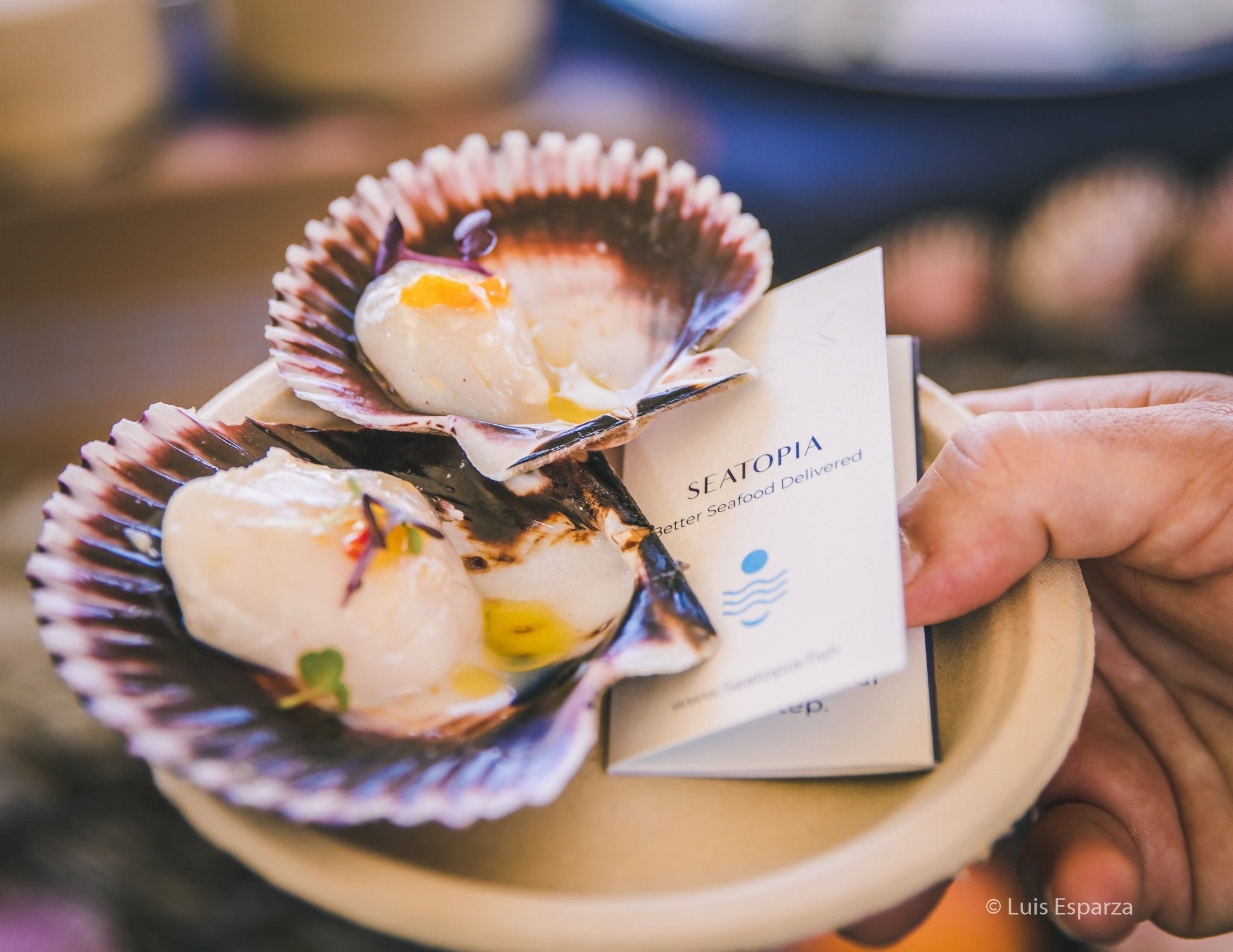 Various Scallops In Shell